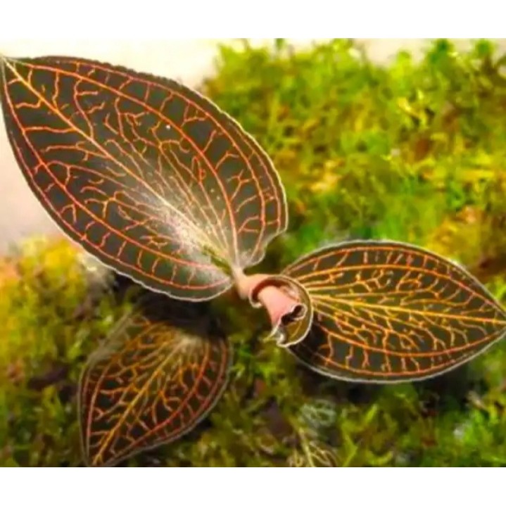 Paket Bunga Jewel Orchid
