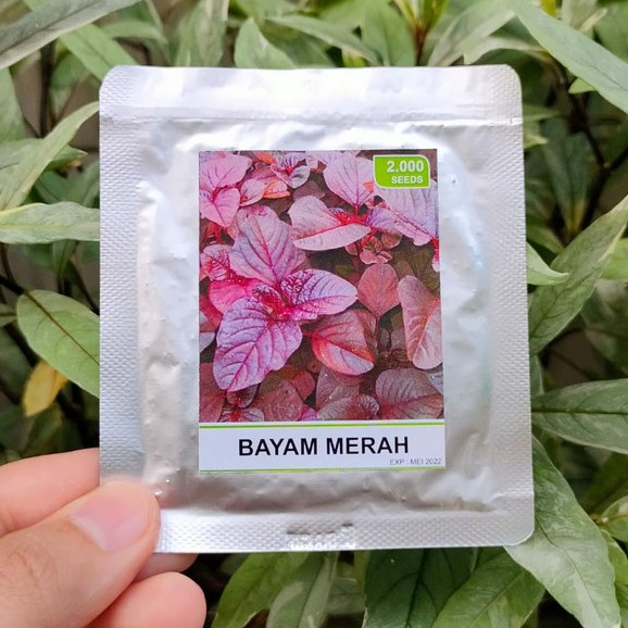 benih sayur - benih buah - benih sayuran - benih tomat - benih cabe - benih selada - benih bayam - benih terong - benih pakchoy -RS-bayam merah