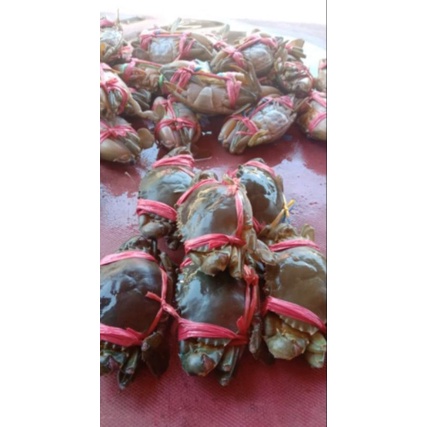 

kepiting hidup