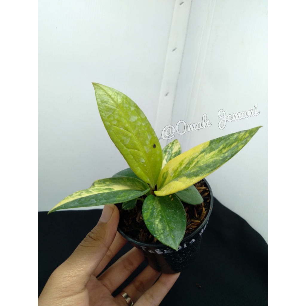 Anthurium Jemani Varigata / Anthurium Jemani Variegata / jemani var / Anthorium Jemani Varigata