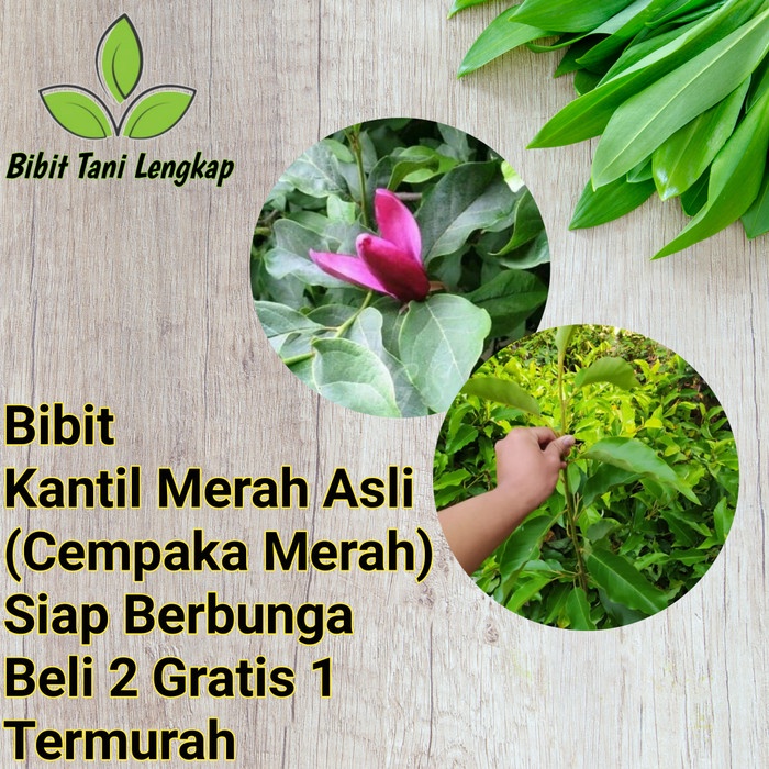 Bibit Tanaman Bunga Kantil Merah (Cempaka Merah) Okulasi Asli Langka