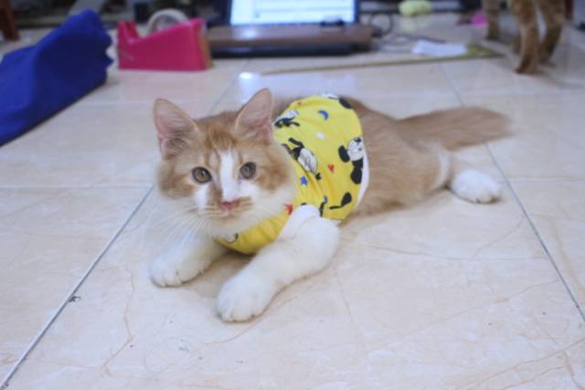 Baju rumahan simple untuk kucing dan anjing motif mickey mouse / baju kucing murah size S M L XL