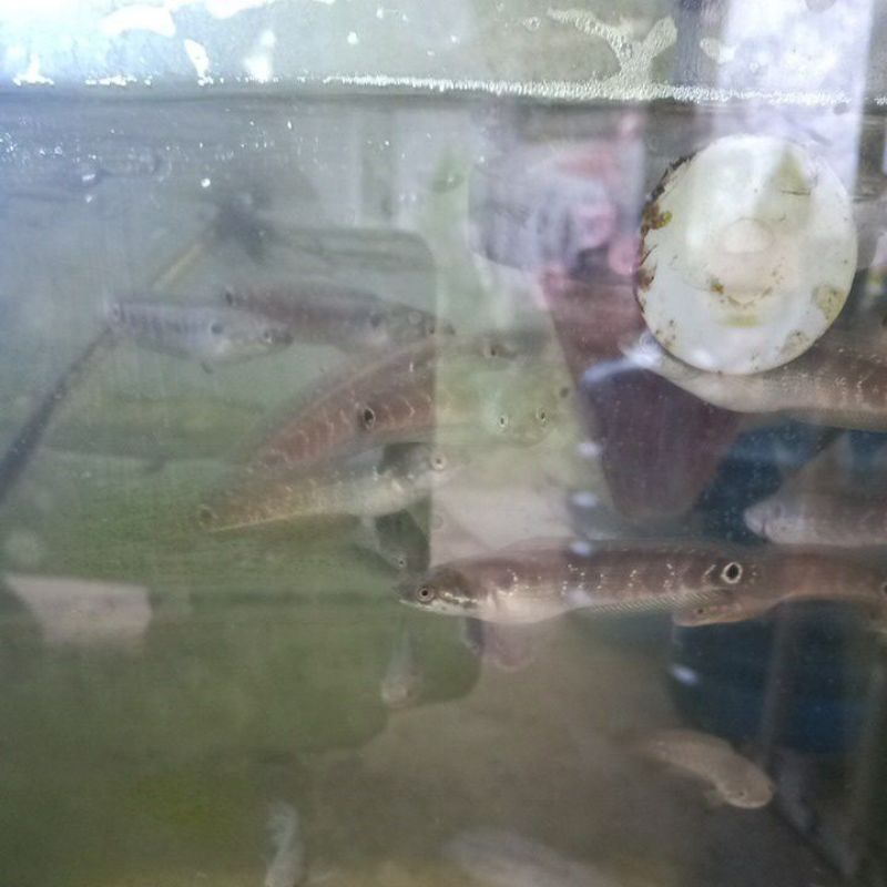 asiatica rs pure size 6-7cm