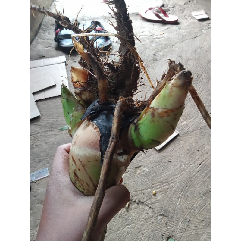 bibit sayuran kecombrang merah