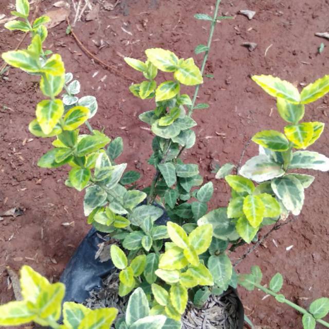 Tanaman hias dolar varigata