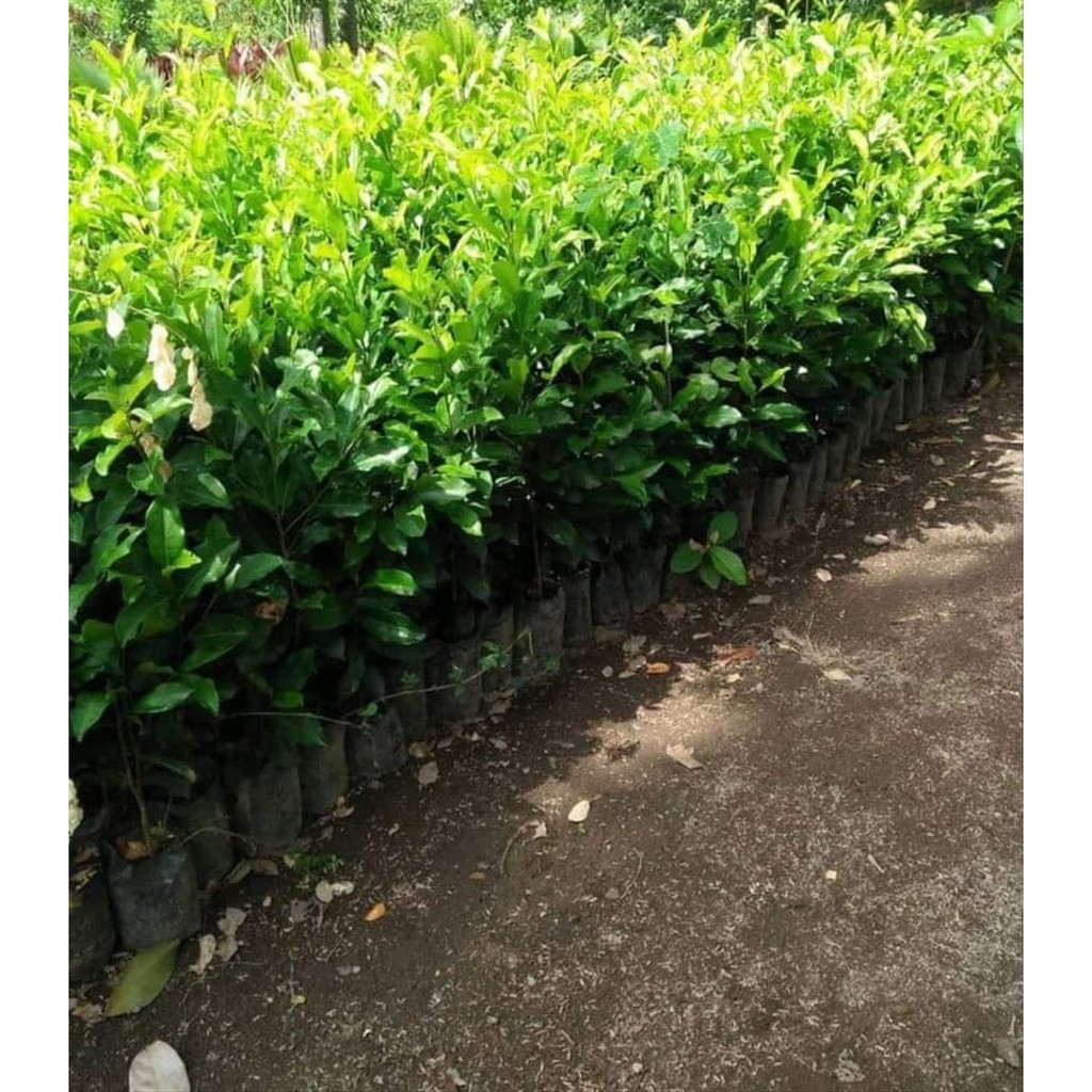 Jual Jual 10 Bibit Tanaman Pohon Bunga Tanjung 50 Cm | Shopee Indonesia