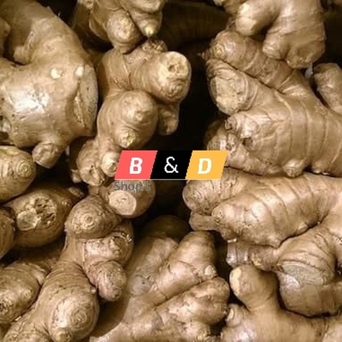 

Jahe Segar Size Medium | Jamu-Jamuan | Rempah-Rempah Netto 500 Gram.