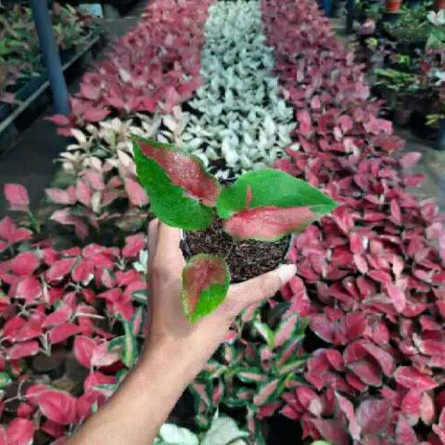 Tanaman hias Caladium red clone/wayang