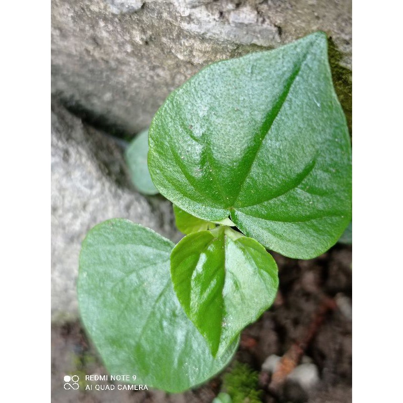 

daun sirih cina