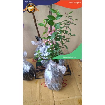 Bibit Bonsai (Sakura Mikro)