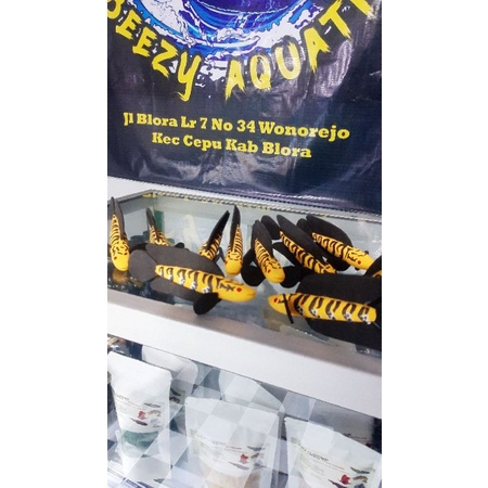 PATUNG CHANNA PENGGODA CHANNA LATIH MENTAL