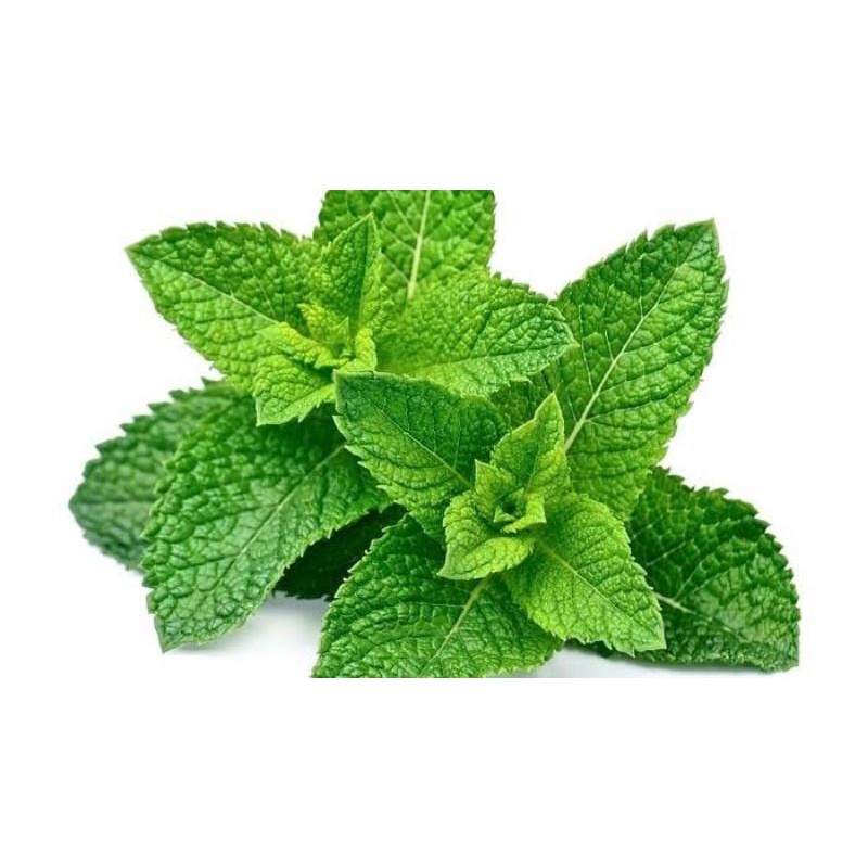 

daun mint