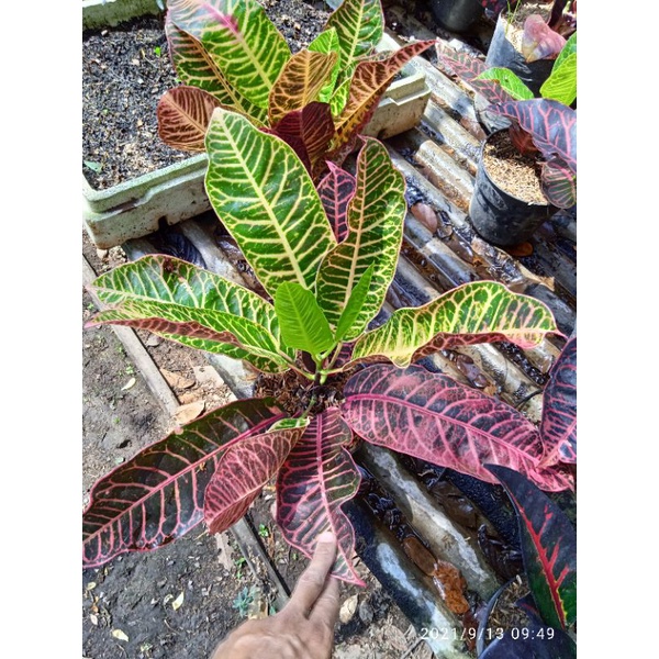 tanaman hias bunga puring langka bunga puring jenifer berkualitas