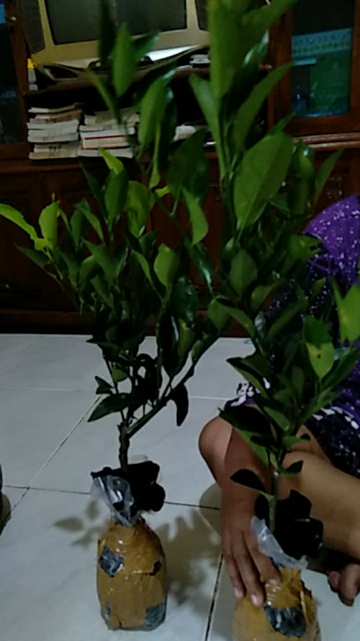 Bibit Buah Jeruk Mandarin Super Hasil Okulasi