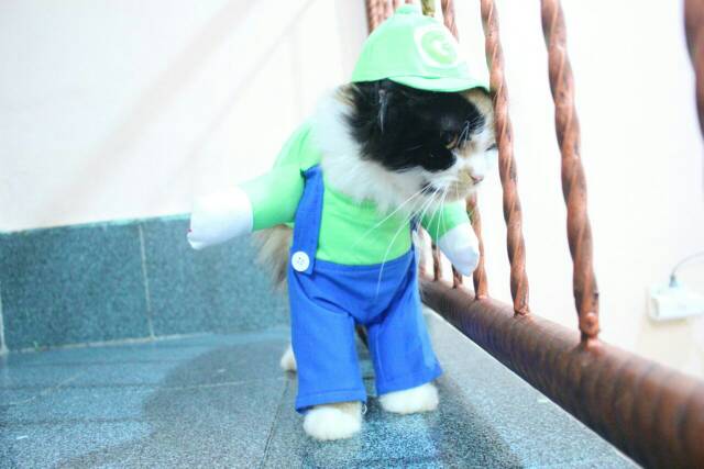 Kostum Luigi + Topi ala Mariobros / baju kucing dan aksesoris kucing lucu murah!!