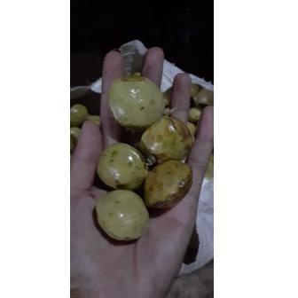 

PROMO jengkol muda / lalap / sayuran 250g 2378 ❣