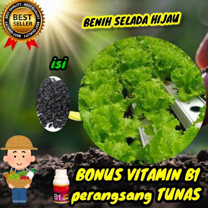 Benih selada Hijau