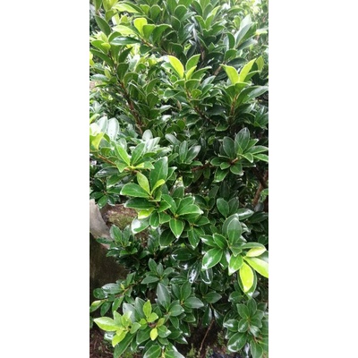 bibit ficus elegan subur
