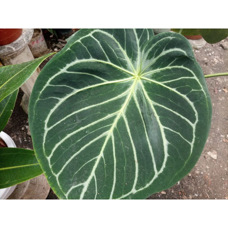 Anthurium dorayaki original