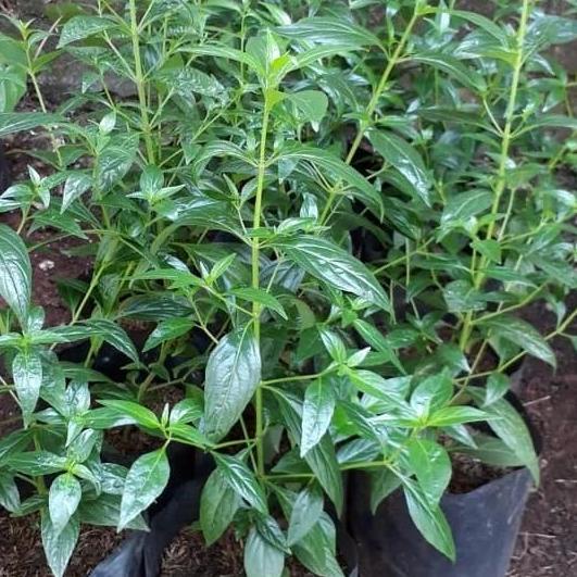 ♖ tanaman sambiloto ♚