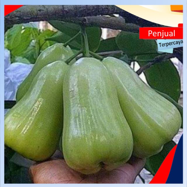 

/cod/ Bibit jambu air madu deli hijau super Ktn
