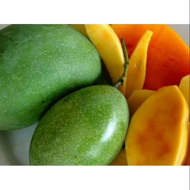 

Bibit mangga manalagi murah
