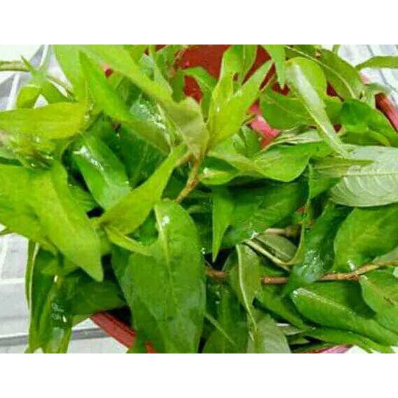 

daun kesum segar 500gram
