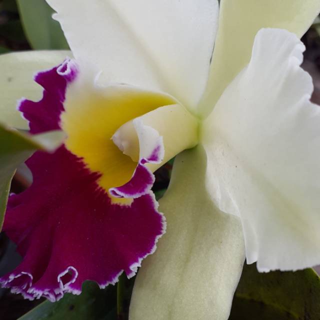 Anggrek cattleya dewasa bunga putih lidah marun