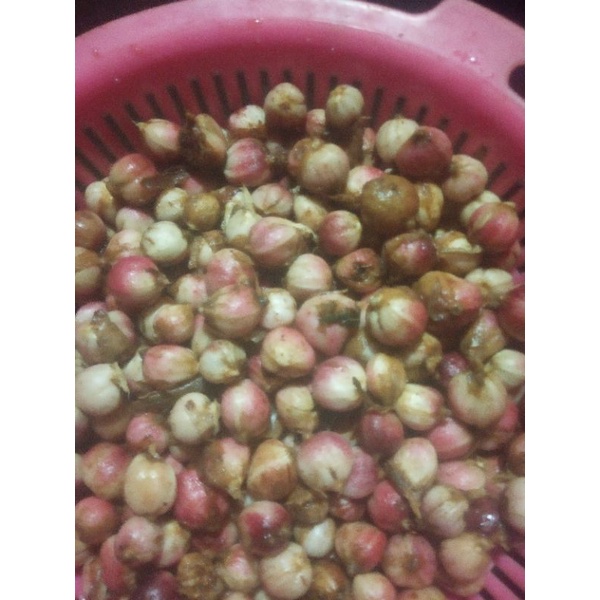 

kapolaga segar 1000gr