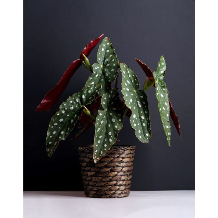 Tanaman Hias Begonia - Begonia Polkadot - Begonia Folkadot - Begonia Maculata - Maculata Mocca