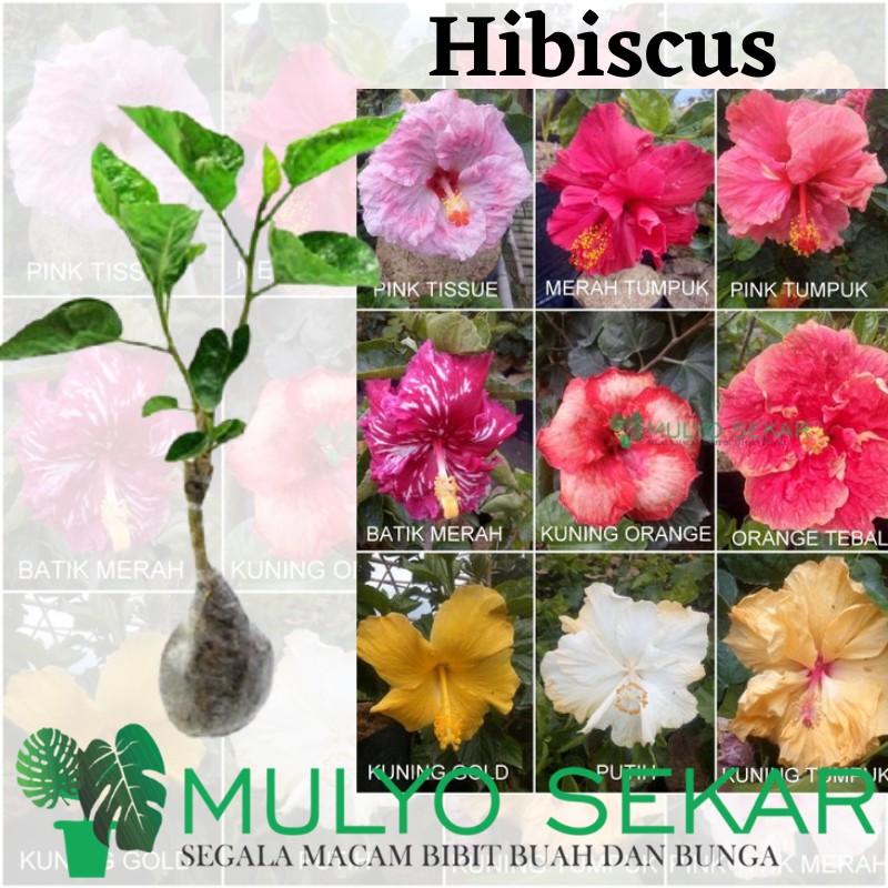 tanaman hias Hibiscus bunga Sepatu tumpuk - bibit bunga sepatu tumpuk banyak warna - Tanaman Hias Bunga Sepatu