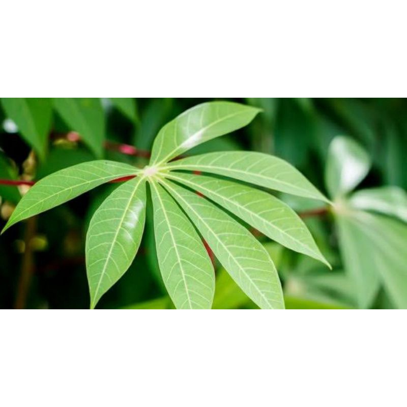 

daun singkong qtau daun sampeu daun ubi tumbuk 500 gram