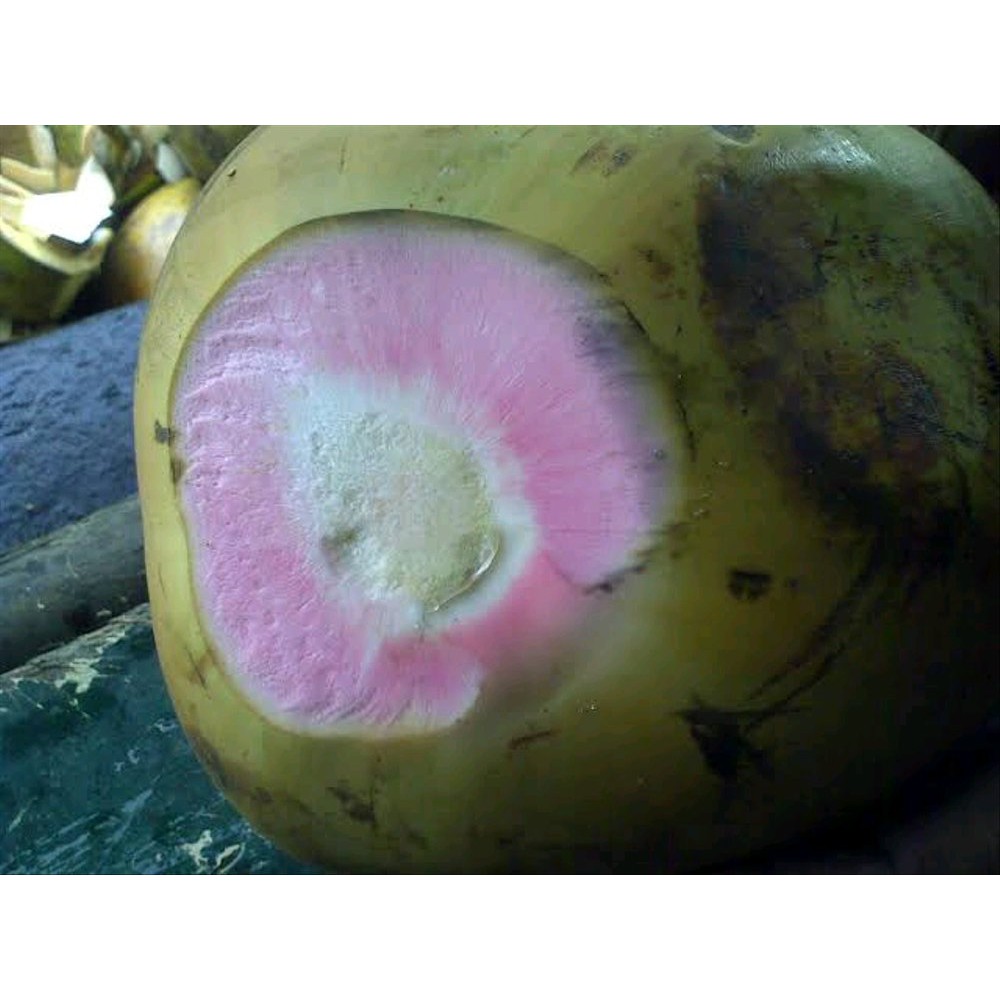 Buah Kelapa Hijau Asli 100 Persen Original Terlaris