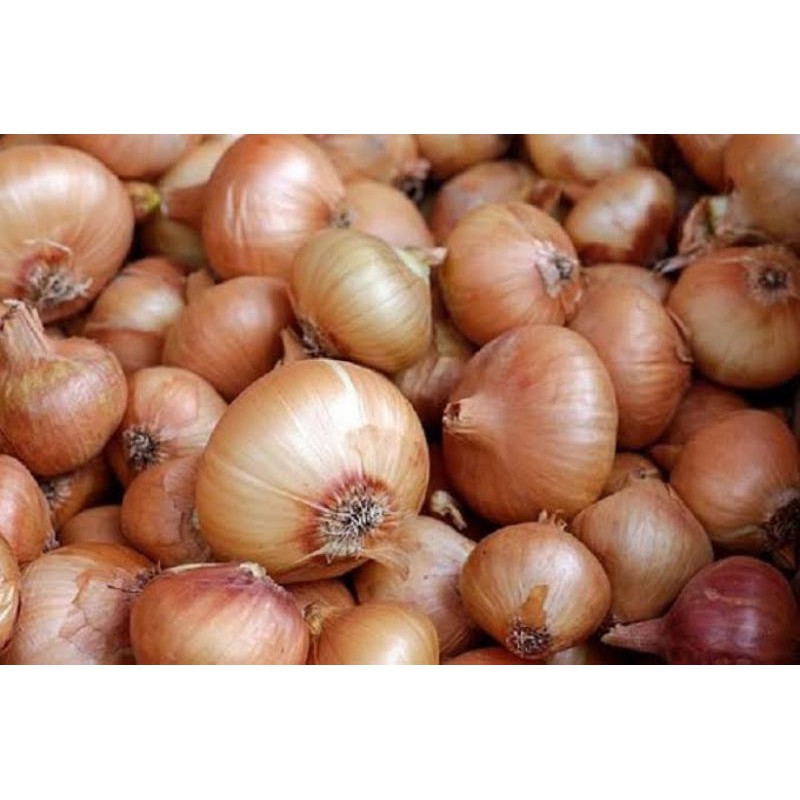 

Grosir 500 gram Bawang Bombay