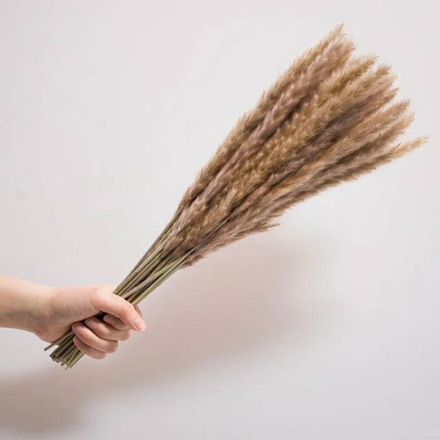 PAMPAS MINI IMPORT -  BUNGA KERING - DRIED FLOWER SMALL PAMPAS