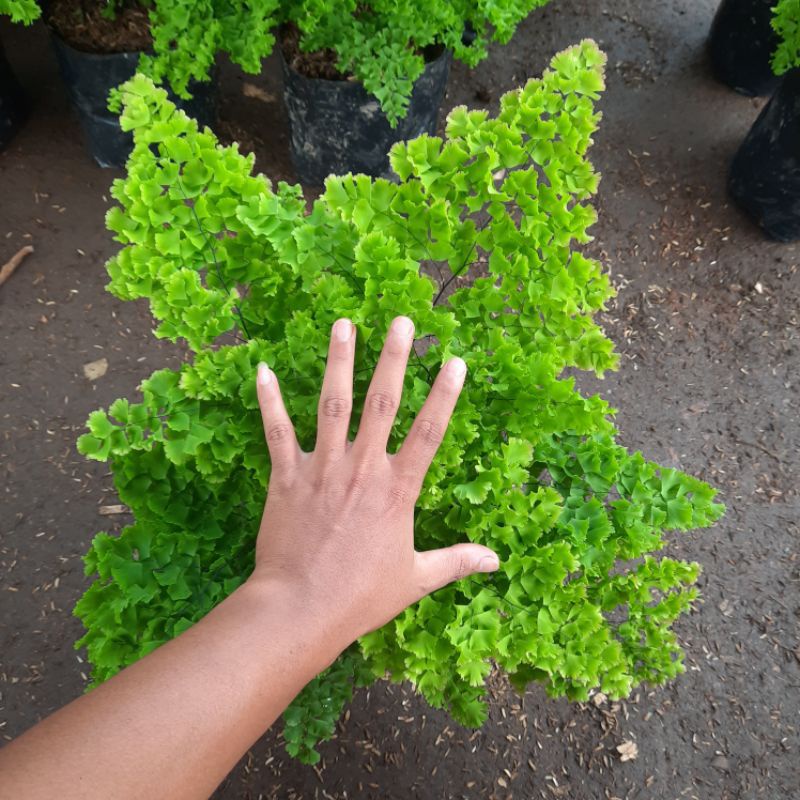 ( BISA COD )tanaman hias suplir keribo - suplir bulu ayam