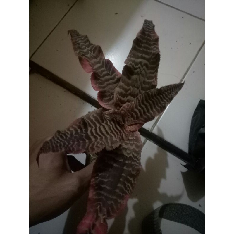 

Bromelia cryptantus zebra pink