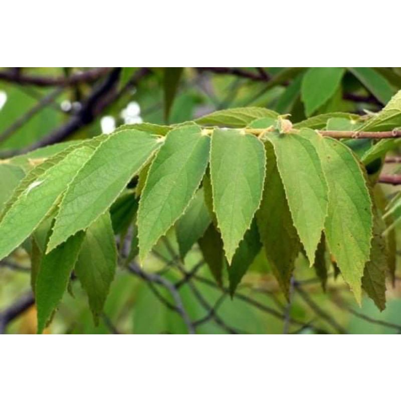 

daun kersen 200gr
