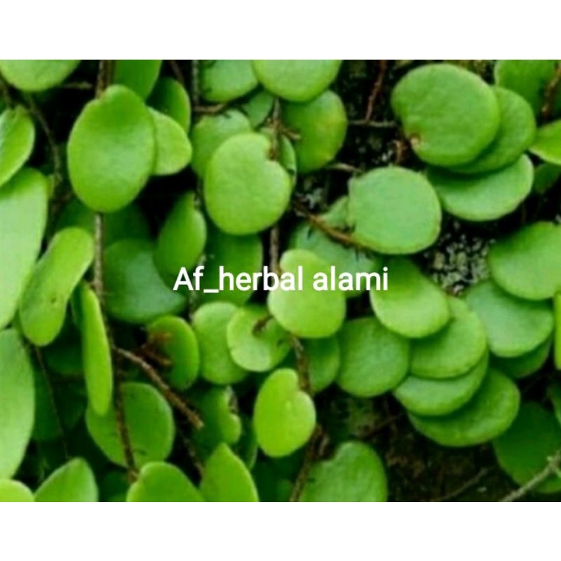 

DAUN SISIK NAGA 200 LEMBAR