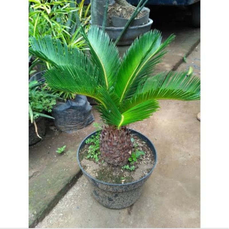 bibit bunga sikas mawar jambe besar