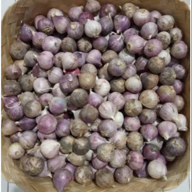 

Bawang Lanang 250 gram