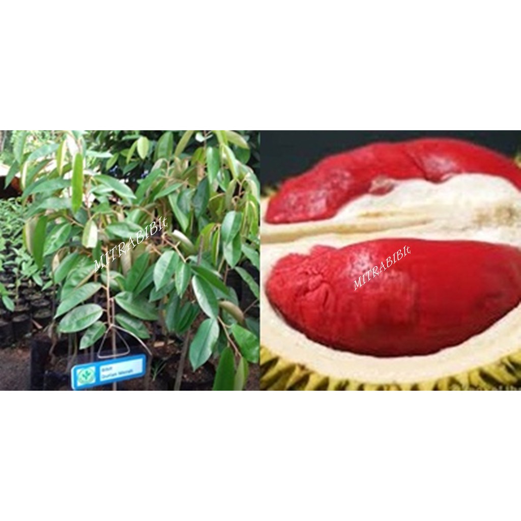 Bibit Durian Merah Banyuwangi