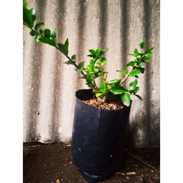 Bahan Stek Sianci Kecut Fresh Cuting Tanpa Akar || ANUGRAH PLANTS