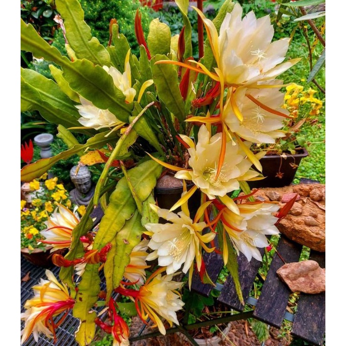 Tanaman hias wijaya kusuma bunga putih / bibit bunga wijayakusuma putih / bunga gantung hidup / tanaman hias hidup