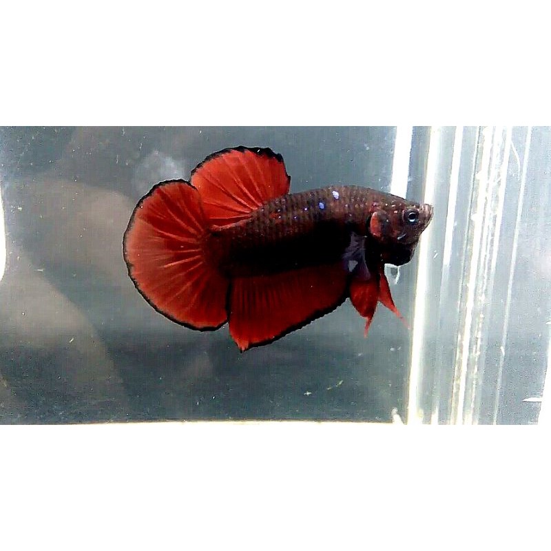 ikan cupang avatar vampir