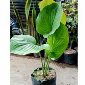 Tanaman hias hosta tapak kuda