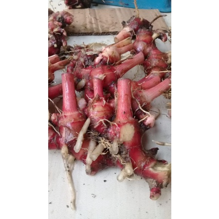 Jahe merah segar 1 kg