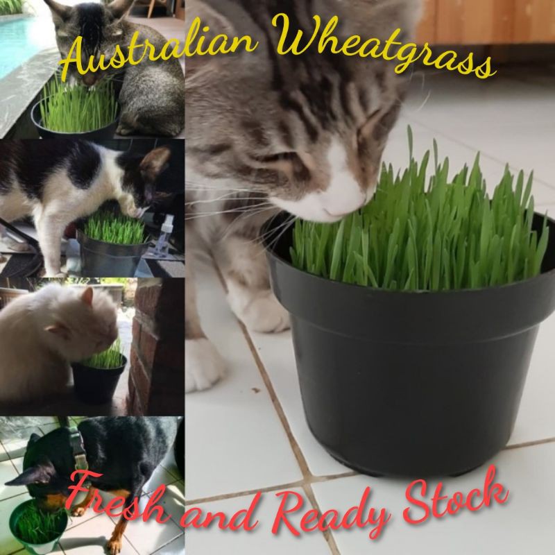Rumput Gandum Rumput Kucing Wheatgrass Catgrass Rumput Diet