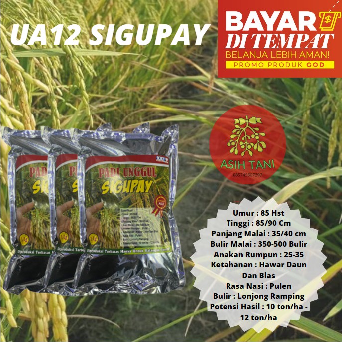 Benih Bibit Padi Sigupai Galur Aceh 1Kg Berkualitass