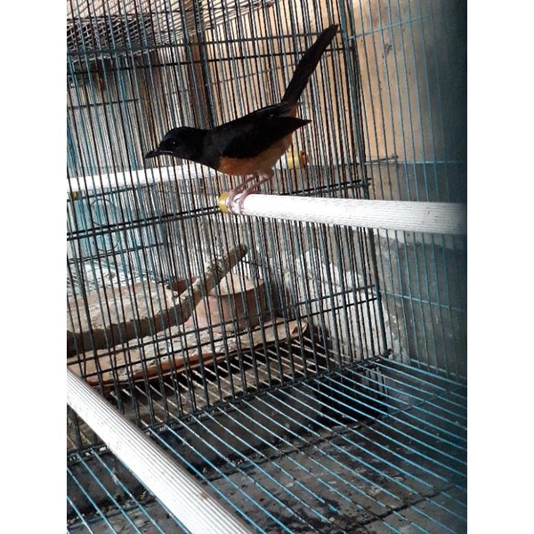 burung murai betina palangka siapan